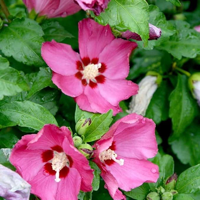 5 Rose of Sharon Tree Plant | Cold Hardy 6–12 Inch Mixed Color: Red, Blue, Pink, Purple, White | Hardy Flowering Shrubs for Borders, Hedges & Summer Gardens