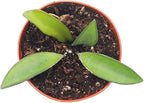 Hoya Kentiana 'Narrow Leaf' - 3'' from California Tropicals