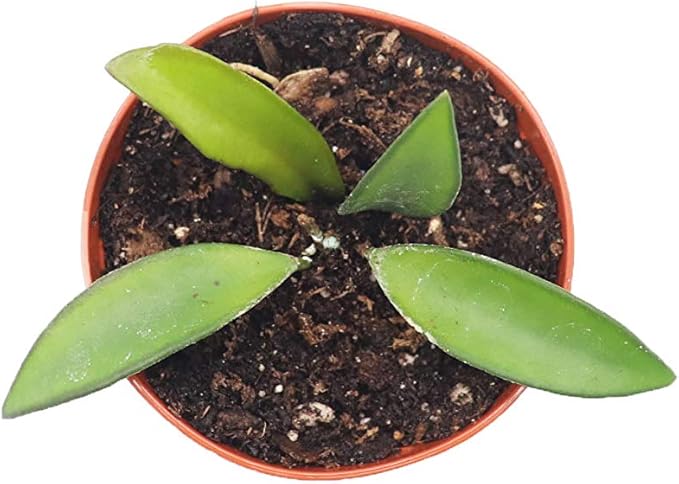 Hoya Kentiana 'Narrow Leaf' - 3'' from California Tropicals