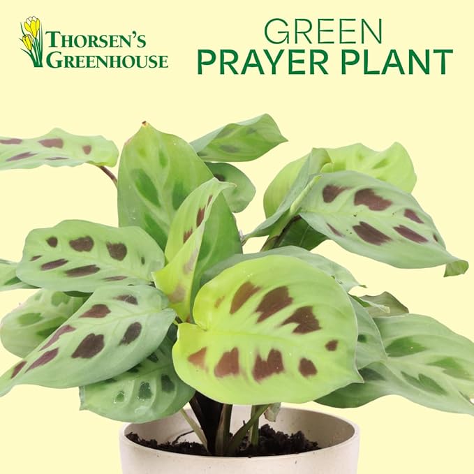 Thorsen's Greenhouse Green Prayer Plant, Live Indoor Plant, Pet Friendly, Uncommon Houseplant, Green Maranta, Easy to Grow, 4" Diameter Pot (Natural)