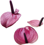 Anthurium Purple Andraeanum - Exquisite Indoor Plant with Long-Lasting Blooms and Lush Foliage & Glossy Purple Flowers - Easy-Care Indoor Plant - CA Seller - Air Purifying Plant (Small Plant, 4" Pot)
