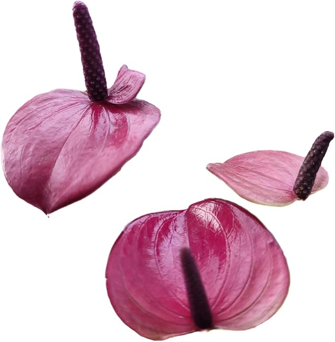 Anthurium Purple Andraeanum - Exquisite Indoor Plant with Long-Lasting Blooms and Lush Foliage & Glossy Purple Flowers - Easy-Care Indoor Plant - CA Seller - Air Purifying Plant (Small Plant, 4" Pot)