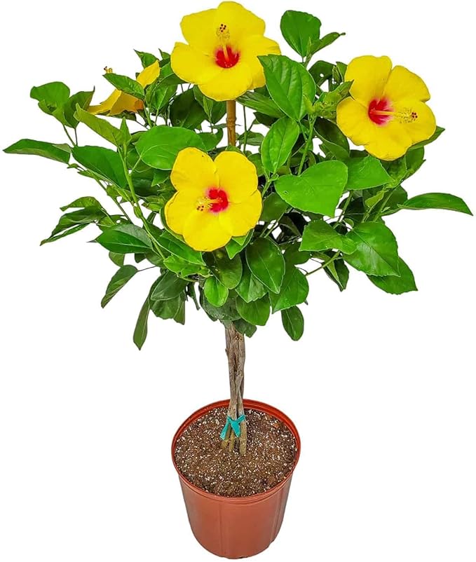 Braided Yoder Yellow Hibiscus Tree - Yellow Hibiscus Flowers - Overall Size 36" to 42" - Live Plant - Tropical Plants of Florida (Plant)