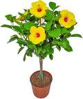 Braided Yoder Yellow Hibiscus Tree - Yellow Hibiscus Flowers - Overall Size 36" to 42" - Live Plant - Tropical Plants of Florida (Plant)