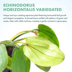 SubstrateSource Live Plants - Echinodorus ‘Horizontalis Variegated’ - Moderate to High Light, Green Variegated Accent, Midground to Background, Freshwater Aquatic Plant - Pot
