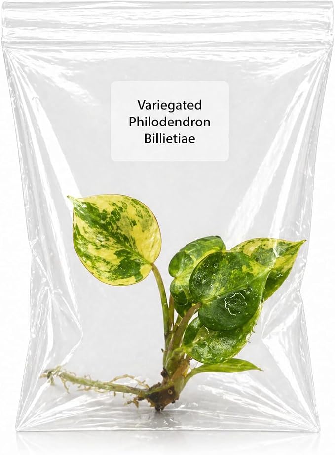 Rare Variegated Philodendron Billietiae Tissue Culture Starter Plant, Easy Care Live Plants, Plants Live Houseplants for Collectors, Tropical Indoor Plants