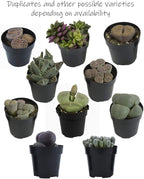 Altman Plants, Mimicry Succulents Plants Live Mini Succulents (4 Pack), Lithops Live Plants Outdoor or Live Indoor Plants, Living Stones Succulent Plants Live Houseplants, Succulent Plant House Plants