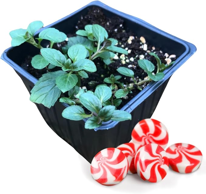 Organic Mint Plant, Peppermint Plant, (Mentha piperita) in 2.5-inch Pot - Excellent for Tea, Perennial Herb, Companion Plant