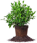 Perfect Plants August Beauty Gardenia Live Plant, 1 Gallon Pot