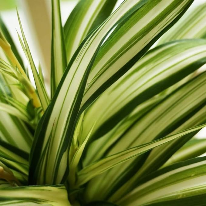 American Plant Exchange Spider Plant – Live Indoor Hanging Houseplant, 8-Inch Hanging Basket – Air-Purifying Chlorophytum Plant for Home, Office, and Indoor Décor