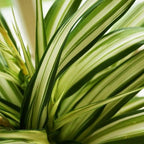 American Plant Exchange Spider Plant – Live Indoor Hanging Houseplant, 8-Inch Hanging Basket – Air-Purifying Chlorophytum Plant for Home, Office, and Indoor Décor
