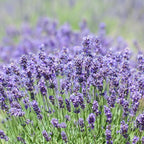 4 Lavender Plants Live Starter Plants 4-6" in Tall, Hardy Perennial Lavender for Garden and Landscape with Fragrant Purple Blooms, No Pot (Creek)