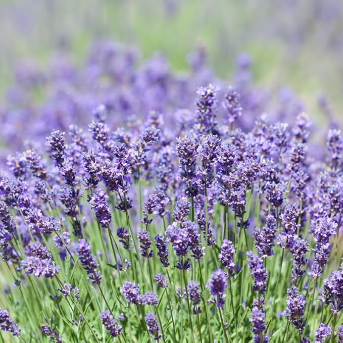 4 Lavender Plants Live Starter Plants 4-6" in Tall, Hardy Perennial Lavender for Garden and Landscape with Fragrant Purple Blooms, No Pot (Creek)