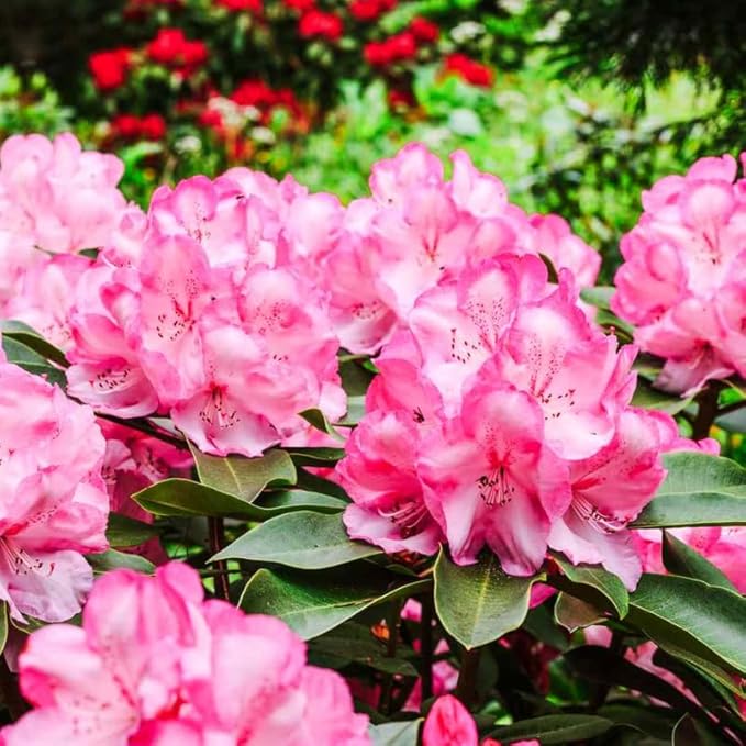 Light Pink Azalea Plant Live, 7 Months Old Rhododendron Like, Azalea Rhododendron Tree Flowers Plants Live Bush in Pot