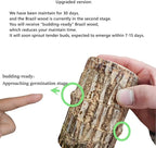 Brazilian Wood Plant,Mini Brazil Lucky Wood,Swelling Stage,Nearing Germination Lucky Tree,Budding Takes just 7-15 Days,Brazilian Tree Perfect for Home,Office Desktop Decoration (with Panda Statue)