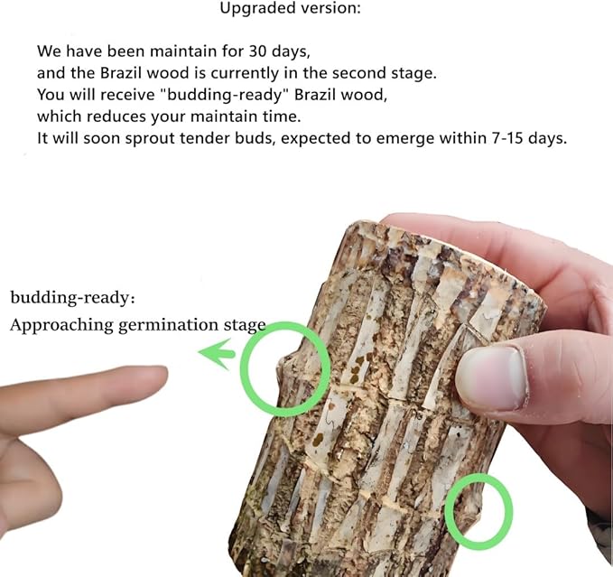 Brazilian Wood Plant,Mini Brazil Lucky Wood,Swelling Stage,Nearing Germination Lucky Tree,Budding Takes just 7-15 Days,Brazilian Tree Perfect for Home,Office Desktop Decoration (Without Panda Statue)
