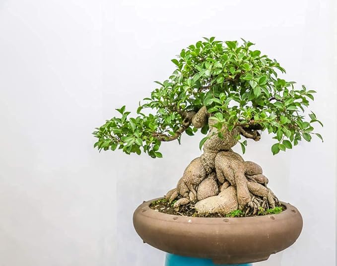 Ficus Bonsai Tree Seeds to Grow - 25+ Seeds - Made in USA