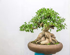 Ficus Bonsai Tree Seeds to Grow - 25+ Seeds - Made in USA