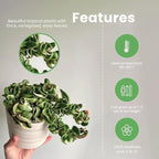 American Plant Exchange Assorted Hoya Plants – 4-Inch Pots, Pack of 3 – Live Flowering Wax Vines, Easy Care Indoor Plants with Colorful Blooms for Home, Garden, or Patio Decor