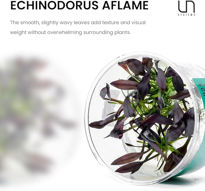 Ultum Nature Systems Echinodorus Aflame Tissue Culture Live Plant for Aquarium, Aquascape, Freshwater Fish Tanks - 100% Snail Free in Vitro