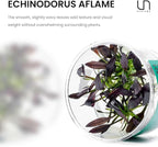 Ultum Nature Systems Echinodorus Aflame Tissue Culture Live Plant for Aquarium, Aquascape, Freshwater Fish Tanks - 100% Snail Free in Vitro