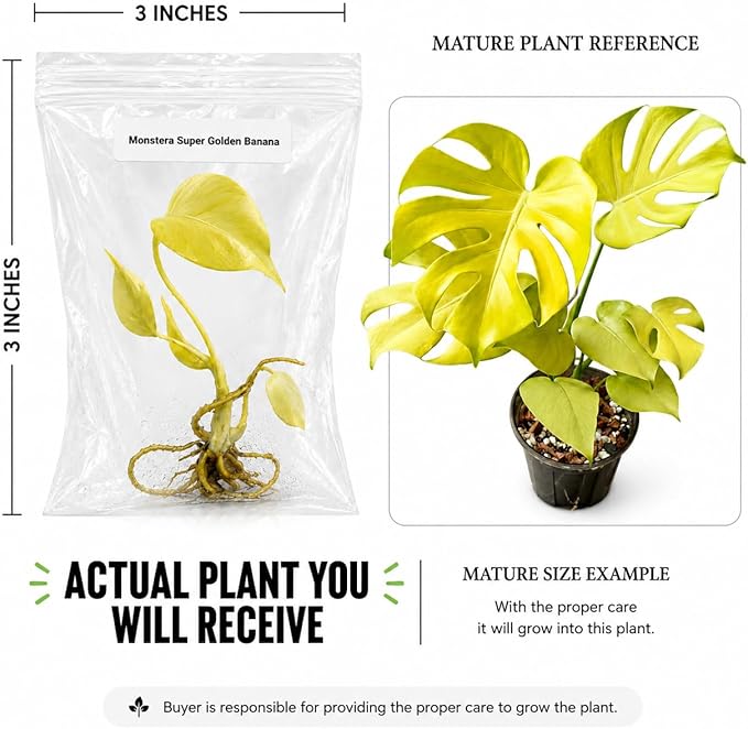 Monstera Super Golden Banana Tissue Culture Starter Live Plant, Rare Monstera Variegated Plant, Tropical Indoor Plant, Live Plants Indoor, Exotic Houseplant for Home Decor, Plant Gift for Collectors