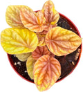 Peperomia Quito Live Plant, Pet-Safe Copper Orange Red Houseplant in 3-Inch Grower Pot, Beginner-Friendly Textured Indoor Tropical Plant for Home and Office Decor