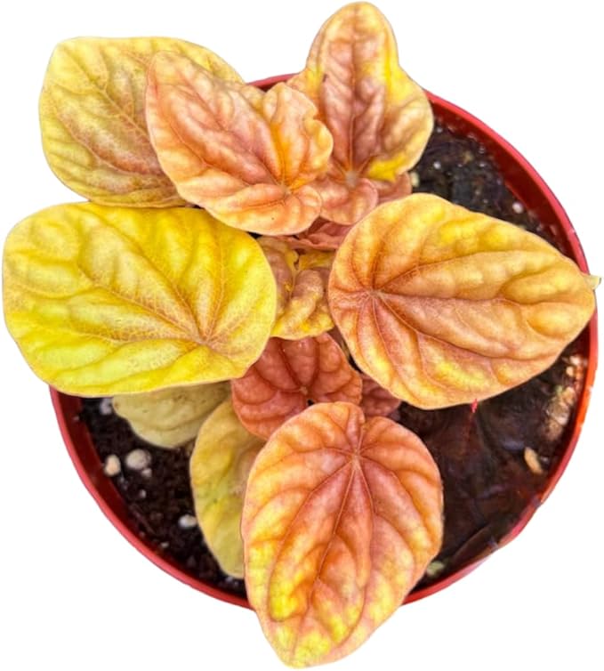 Peperomia Quito Live Plant, Pet-Safe Copper Orange Red Houseplant in 3-Inch Grower Pot, Beginner-Friendly Textured Indoor Tropical Plant for Home and Office Decor