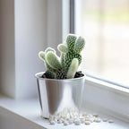 Live Succulent Bunny Ear Cactus, 2 Inch Fully Rooted Potted Plant, Easy Care & Drought Tolerant, Indoor Houseplant for Home Decor