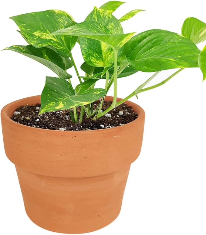 Golden Pothos (6"+ Terracotta Pot) - Trailing Air- Purifying, Easy to Grow Houseplant - Live Healthy Houseplant for Home Office Decoration