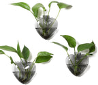 Wall Hanging Planter Propagation Station for Indoor Plants Glass Vase Air Plant Holder for Bathroom Living Room