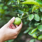 Brighter Blooms - Key Lime Tree, 4-5 ft. - No Shipping to AK, AL, AZ, CA, FL, GA, HI, LA, MS, OR, TX
