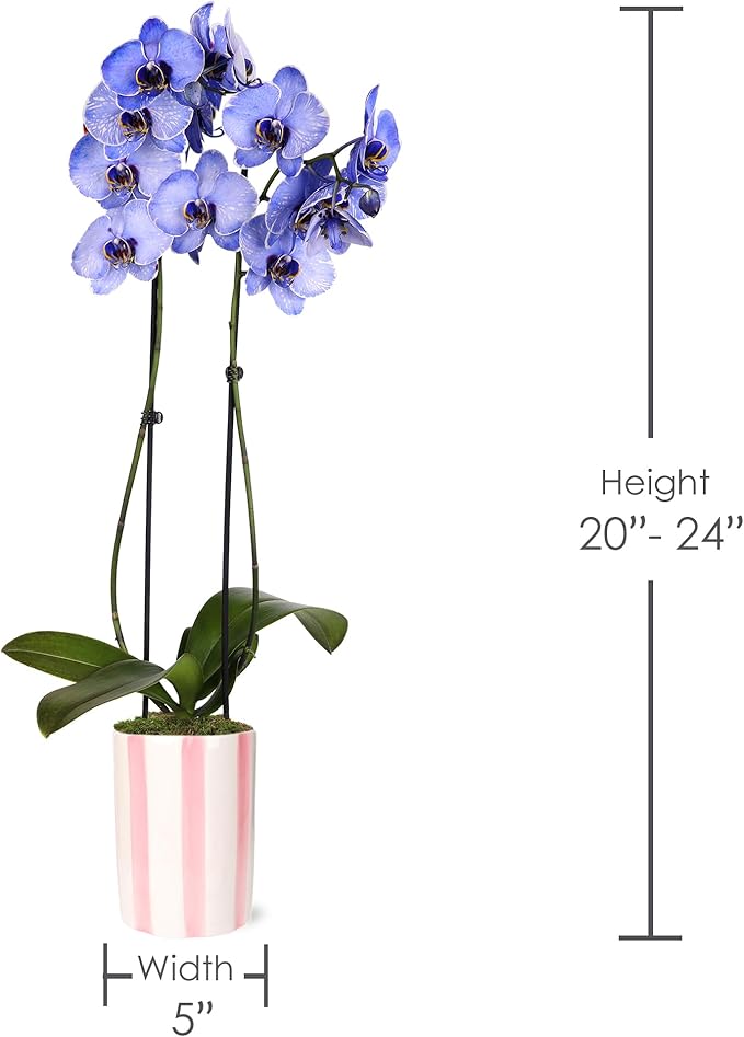 Green Circle Growers 5IN Watercolor Lavender Orchid in Hollywood Pink Ceramic Pot | Premium Live Orchid Plant | Modern Indoor Décor