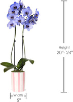 Green Circle Growers 5IN Watercolor Lavender Orchid in Hollywood Pink Ceramic Pot | Premium Live Orchid Plant | Modern Indoor Décor