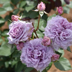 30+ Colin Craven Rose Seeds Fragrant Perennial Purple Bloom English Garden Rose Rare Hardy Flower
