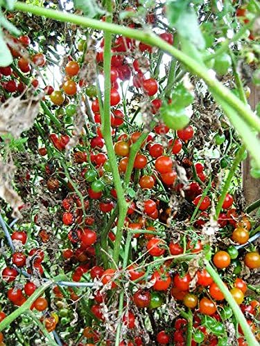 20+ Worlds Smallest Spoon Currant Tomato Seeds, Early, Heirloom Non-GMO, Rare, Early, Vigorous, Sweet, Indeterminate, Open-Pollinated, Delicious, from USA
