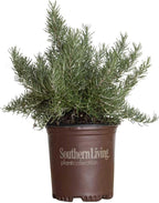 Chef's Choice Rosemary (2.5 Quart) Fragrant Evergreen Cooking Herb/Shrub - Full Sun Live Outdoor Plant