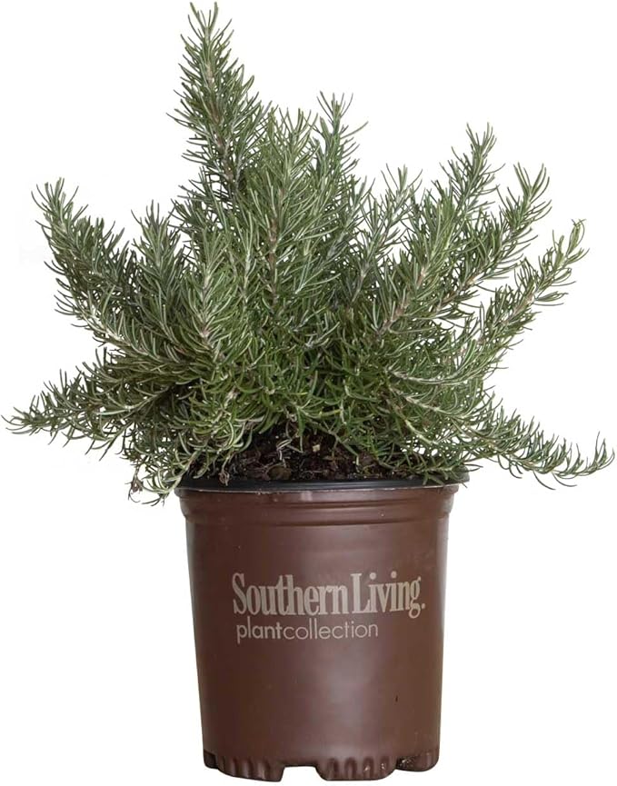 Chef's Choice Rosemary (2.5 Quart) Fragrant Evergreen Cooking Herb/Shrub - Full Sun Live Outdoor Plant