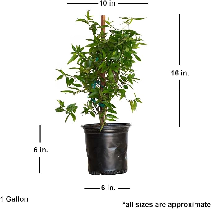 Carolina Jessamine (1 Gallon) Semi-Evergreen Blooming Vine with Yellow Flowers - Full Sun to Part Sun Live Outdoor Plant