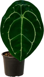 LEAL PLANTS ECUADOR Anthurium Forgetii Silver,Live Indoor, Rare Plant, and Low Maintenance Houseplant Perfect for Home Decor, Unique Gift for Plant Lover