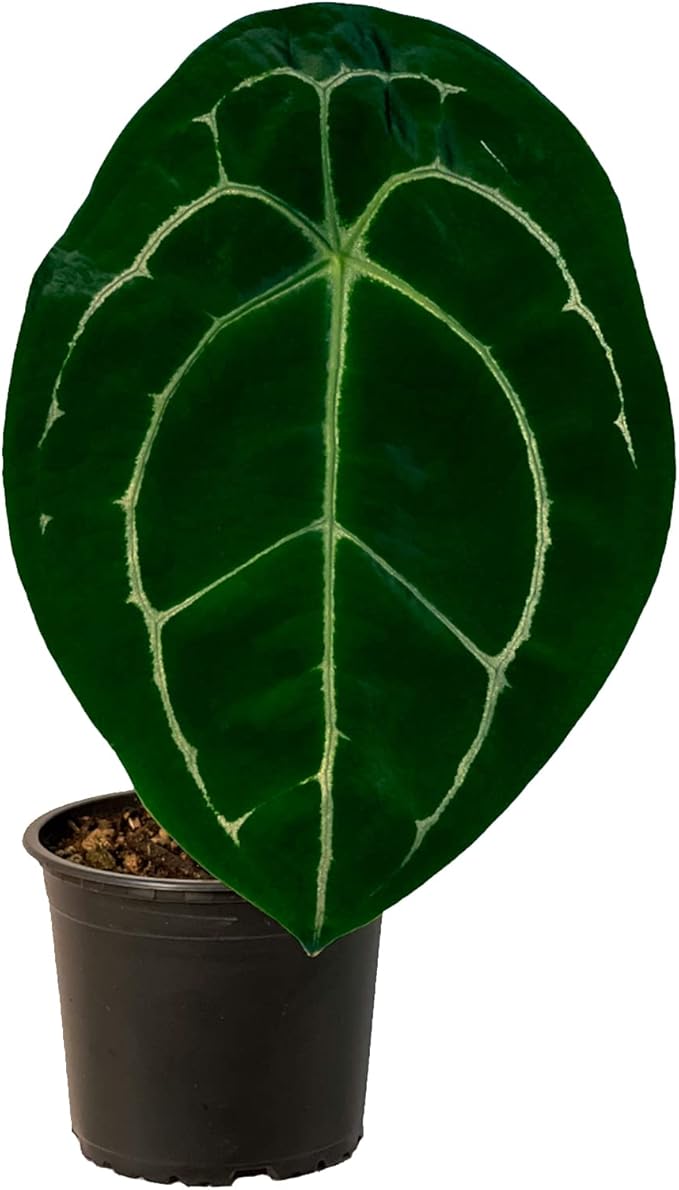 LEAL PLANTS ECUADOR Anthurium Forgetii Silver,Live Indoor, Rare Plant, and Low Maintenance Houseplant Perfect for Home Decor, Unique Gift for Plant Lover