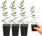 MYSHELFIE Dwarf Olive Tree Starter Plant, 2 Inch Pot, Indoor Outdoor Bonsai (3)