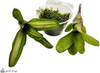 Josh's Frogs Dart Frog Vivarium Bioactive Plant Kits (20 Gallon)