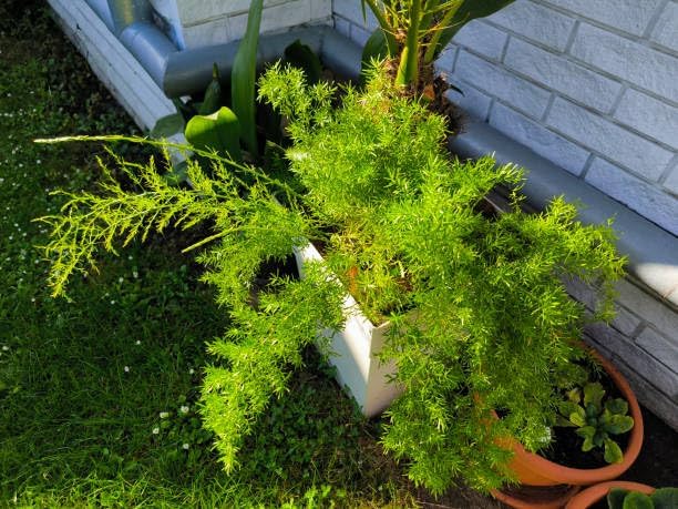 25+ Asparagus Plumosus Nanus Seeds for Planting, Heirloom Asparagus Fern Seeds, Dwarf Lace Fern Seeds, Delicate Foliage Houseplant, Air Purifying Indoor Plant, Perfect for Office Desk & Home Decor