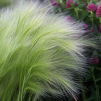 50 Squirrel Tail Grass Seeds Ornamental Grass for Planting Outdoors Hardy Perennial for Landscaping, Rock Gardens and Natural Borders