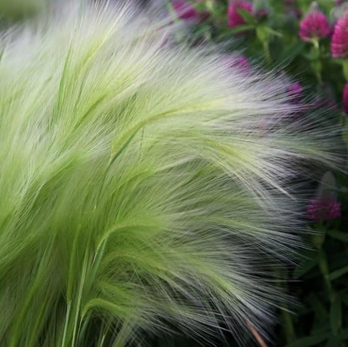 50 Squirrel Tail Grass Seeds Ornamental Grass for Planting Outdoors Hardy Perennial for Landscaping, Rock Gardens and Natural Borders
