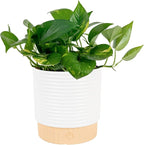 Costa Farms Golden Pothos Live Plant in Decorative Pot, Easy to Maintain, Air Purifying Indoor Houseplant, Home, Room, or Office Decor, Great House Warming or Birthday Gift, 12-14 Inches