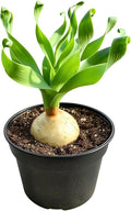 Albuca concordiana – Rare Spiral Albuca Bulb – Unique Curly Leaf Succulent – Easy Care Indoor/Outdoor Plant – One Bulb/Plant Only – Grown from California-Based Nursery – by 1am Succulents