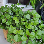 2 Green Swedish Ivy Plants Live for Planting, Plectranthus Swedish Ivy Herb Live Starter Plants, Swedish Ivy Mint Plant Hanging Basket Houseplant