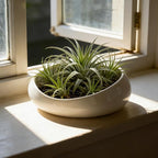 Modern Ceramic Succulent Pot with Drainage – Indoor Plant Pots, Artistic Design Flower Pots for Home, Office, Weddings & Party Décor